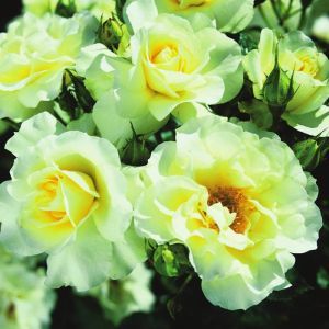 Meilland Floribunda Rose Lemon Romantica 3ltr Pots