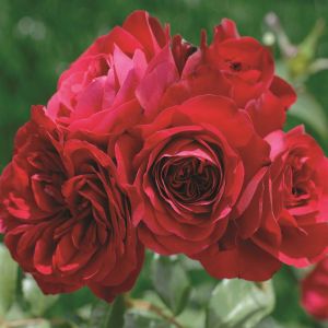 Meilland Floribunda Rose Rouge Meilove 3ltr Pots