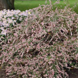 Aster lateriflorus Horizontalis 9 cm pot