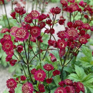 Astrantia major Claret 9 cm pot