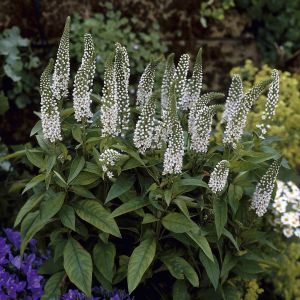Lysimachia clethroides 9 cm pot