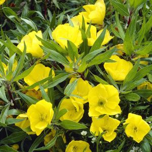 Oenothera macrocarpa 9 cm pot