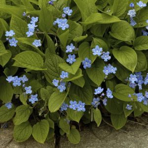 Omphalodes verna 9cm pot