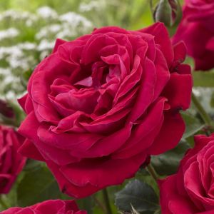 Dame du Coeur Hybrid Tea Rose 3ltr Pots