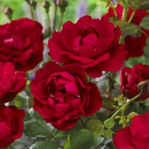 Rose Floribunda Nina Weibull 3ltr Pots