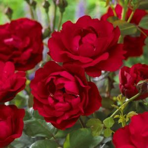 Rose Floribunda Nina Weibull 3ltr Pots