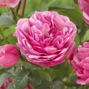 Meilland Floribunda Rose Leonardo da Vinci 3ltr Pots