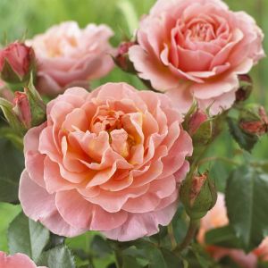 Meilland Floribunda Rose Marie curie 3ltr Pots