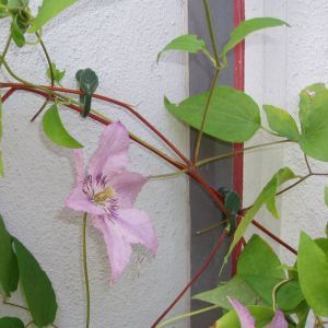 Clematis Clips Green