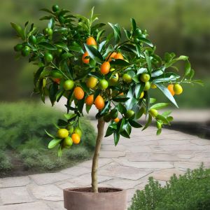 Citrus Kumquat
