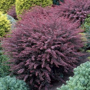 Berberis thunbergii Rose Glow 9 cm pot