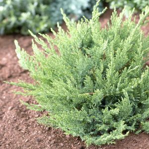 Juniperus sabina Tamariscifolia 9 cm pot