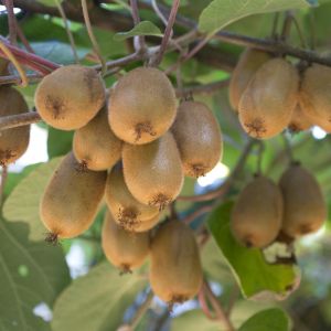 Kiwi - Actinidia deliciosa Hayward  17 cm pot