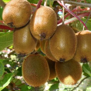 Kiwi - Actinidia deliciosa Jenny  17 cm pot