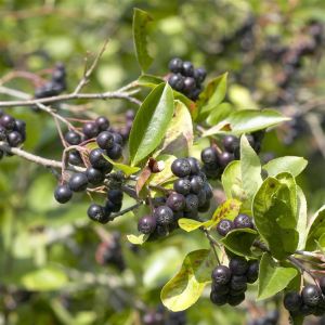 Aronia Prunifolia Viking 17 cm pot