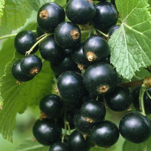 Blackcurrant 'Titania'  9 cm pot