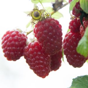 Rubus idaeus Tulameen 17 cm pot