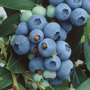 Vaccinium corymbosum North Country 17 cm pot