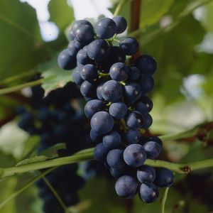 Vitis Boskoop Glory 17 cm pot