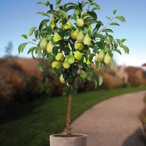 Standard Pear Tree Condo 100
