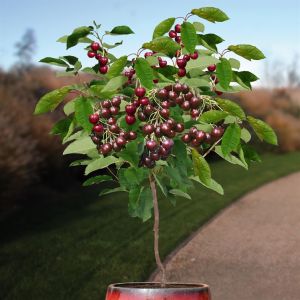 Standard Cherry Prunus Regina