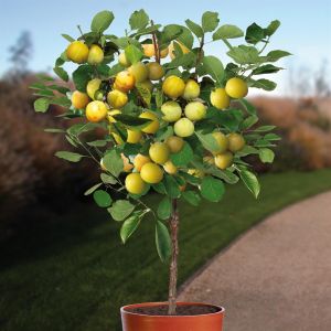 Standard Plum Tree Reine Claude dOullins