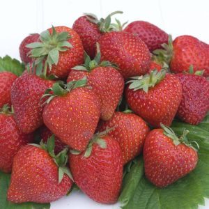 Strawberry Cherry Berry 7cm pot