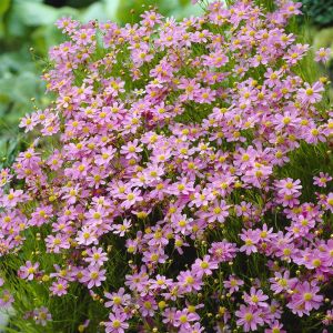 Coreopsis rosea American Dream P9