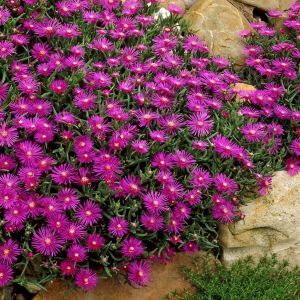 Delosperma Cooperi P9