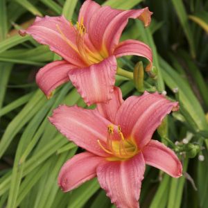 Hemerocallis Pink Damask 9 cm