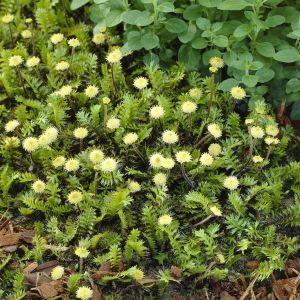 Leptinella squalida 9 cm