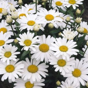Leucanthemum Snow Lady 13 cm