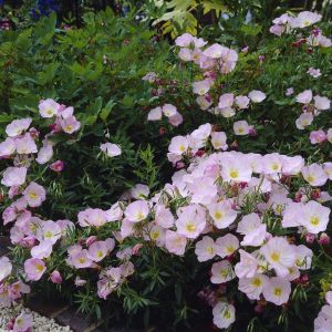Oenothera speciosa siskiyou 9 cm