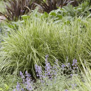 Calamagrostis acutiflora Overdam 9 cm