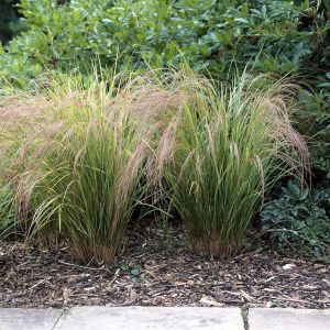 Calamagrostis arundinacea 9 cm