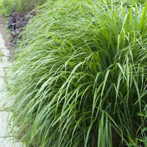 Calamagrostis brachytricha 9 cm