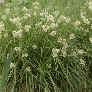 Luzula nivea 9 cm
