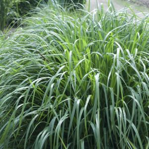 Panicum virgatum 9 cm