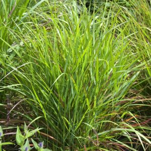 Panicum virgatum Rehbraun 9 cm
