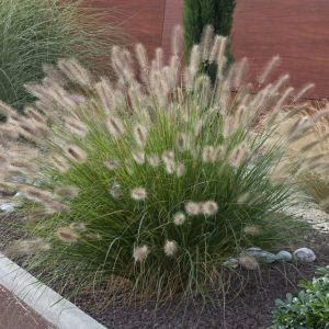 Pennisetum alopecuroides  9 cm