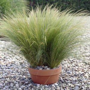Stipa tenuissima Ponytails 10 cm