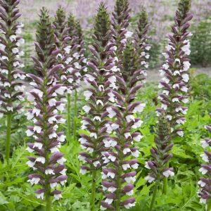 Acanthus hungaricus White Lips 9 cm