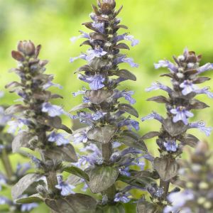 Ajuga reptans Atropurpurea 9 cm