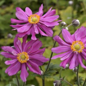 Anemone hupehensis Prinz Heinrich 9 cm