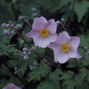 Anemone hupehensis September Charm 9 cm