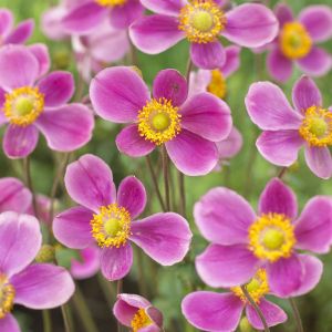 Anemone hupehensis Splendens 9 cm