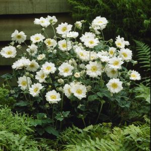 Anemone hybrida Whirlwind 9 cm