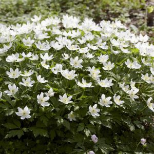 Anemone nemorosa alba 9 cm