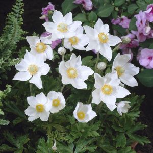 Anemone Sylvestris 9 cm