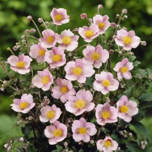 Anemone tomentosa Robustissima 9 cm